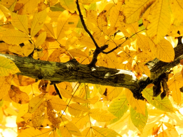 Immagine che raffigura Eventi autunno 2025
